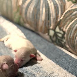 Girl 2 - White female Miniature Schnauzer puppy in Littleton, Colorado from Wahl 2 Wahl Schnauzers