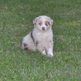 Australian Shepherd Puppies from Platinum Edition