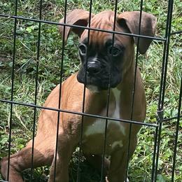 Boxer Puppies from Shaddai Kennels