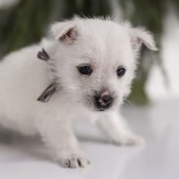 Bowser - White male West Highland White Terrier puppy in Mount Joy, Pennsylvania from K&M Kennel