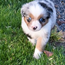 Blue Merle Male, Blue Eyes, Smallest Puppy in the Litter - Blue merle male Miniature Australian Shepherd puppy in Parma, Idaho from Arena Valley Acres