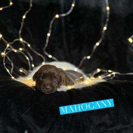 Mahogany - Chocolate female Dilute Retriever puppy in Forest City, Iowa from Helm Labs