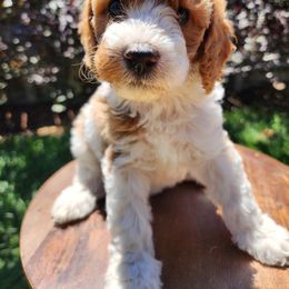Sugar - Blenheim female Cavapoo puppy in Roseville, California from Heavenly Goldendoodles