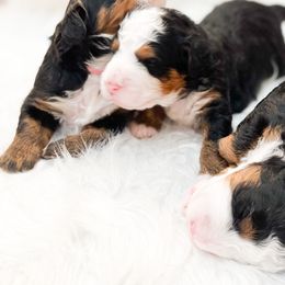 Bernedoodle, Goldendoodle, and Poodle Puppies from Teddy Doodles & Standard Poodles