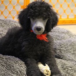 Poodle Puppies from Lakeview Standard Poodles