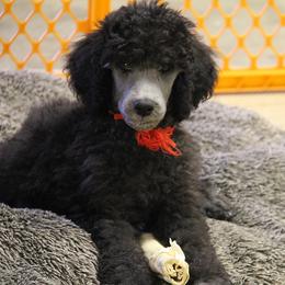 Poodle Puppies from Lakeview Standard Poodles
