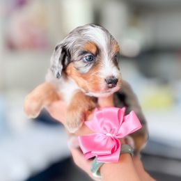 Abby Cadabby - Merle female Bernedoodle puppy in Ontario, California from Teddy Doodles & Standard Poodles