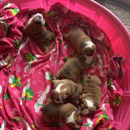 Bulldog Puppies from Kandyland Bulldogs