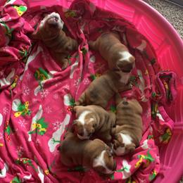 Bulldog Puppies from Kandyland Bulldogs