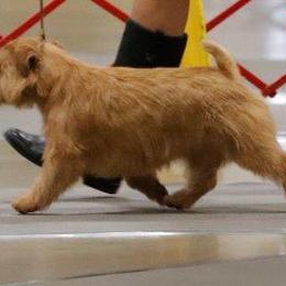 Norfolk Terrier and Norwich Terrier All Grown Up from Infinity Kennels