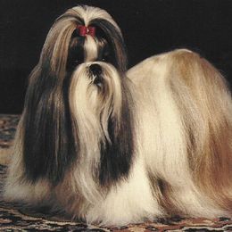 Shih Tzus from Sing-Yu Shih Tzu