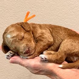 Orange Boy - Red  male Goldendoodle puppy in Kitsap County, Washington from Amazing Grace Doodles