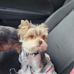 Gizmo - Yorkshire Terrier