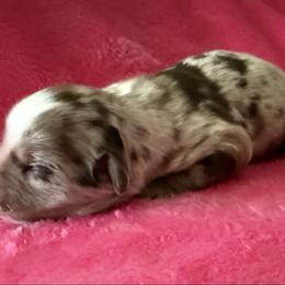 Rosie - Red merle female Miniature Australian Shepherd puppy in Godley, Texas from Bradley Kennels