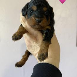 Black Phantom - Phantom female Poodle puppy in Columbiaville, Michigan from LAE Poodles