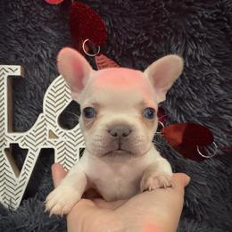 French Bulldog Puppies from The Frenchie Lady Co.