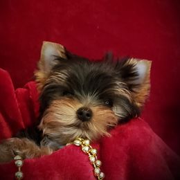 Yorkshire Terrier Puppies from Little Angel Yorkies