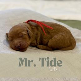 Mr. Tide - Red  male Goldendoodle puppy in Pensacola, Florida from Ruby Pupper Doodles
