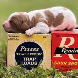 Brittany Puppies from HillTop Brittany Kennel