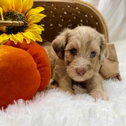 Pumpkin - Red merle female Aussiedoodle puppy in Taylor, Missouri from Pawsitively Doodles