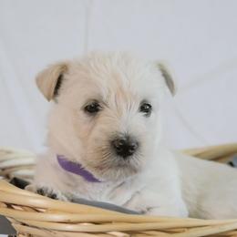 Scottish Terrier Puppies from Rainier Scotties