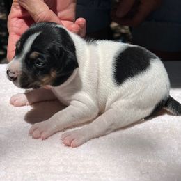 Meg - White black and tan female Rat Terrier puppy in Gonzales, Texas from Sunshine Deckers