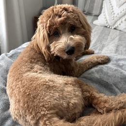 Maple - Goldendoodle
