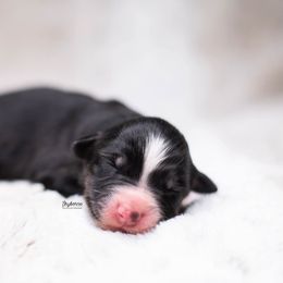 Kirby - Black tri-color female Australian Shepherd puppy in Woodford, Virginia from Skyborne Australian Shepherds