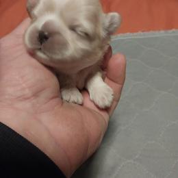 Girl 2 - Cream and white female Shih Tzu puppy in Eastanollee, Georgia from G & J Shih Tzu