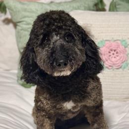 Jimmy - Bernedoodle
