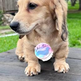 Boy 1 - Cream male Dachshund puppy in Houston, Texas from L&L 4D Dancer’s Dachshunds
