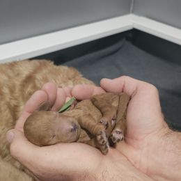Laredo - Red  male Goldendoodle puppy in Bonham, Texas from Happy Valley Puppies