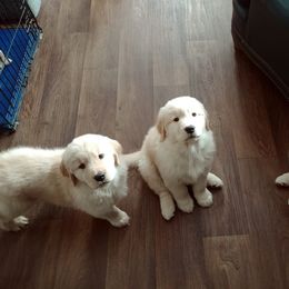 Golden Retriever Puppies from Davis Pond Goldens