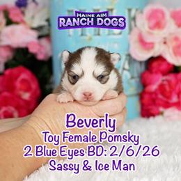 Beverly - Red and white female Pomsky puppy in Humeston, Iowa from M.A.R. Dogs