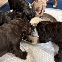 Bernedoodle, Cockapoo, and Goldendoodle Puppies from Avery Doodle Day LLC