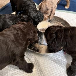 Bernedoodle, Cockapoo, and Goldendoodle Puppies from Avery Doodle Day LLC