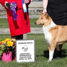 Collies from Winterberry Collies