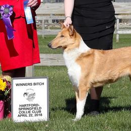 Collies from Winterberry Collies