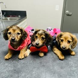 Jane - Red female Dachshund puppy in Magnolia, Texas from Carrie’s Countryside Dachshunds