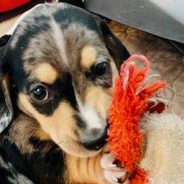 Dachshunds from Kristy's Dachshunds