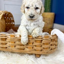 Jay Boy English Teddybear - Cream male Goldendoodle puppy in Grove, Oklahoma from Guinn Family Farms