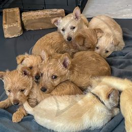 Scottish Terrier Puppies from Rocket's West Texas Scottish Terriers (WTX ST)