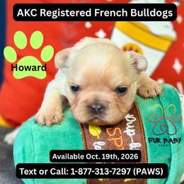 Howard - White male French Bulldog puppy in Michigan from Fur Baby Farms