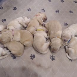 Golden Retrievers from Grand Mound Goldens