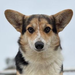 Tri Boy 3 - Black and tan male Pembroke Welsh Corgi puppy in Bay Area, California from MJ's Corgis