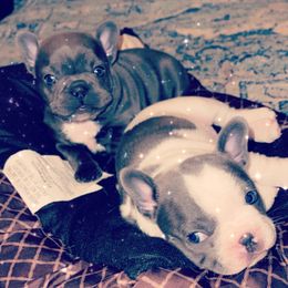 French Bulldogs from Steel City Frenchies