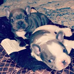 French Bulldogs from Steel City Frenchies