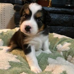 Anna - Black tri-color female Australian Shepherd puppy in Hemet, California from Perfect Companion Aussie's