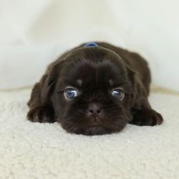 Blue Boy - Chocolate male Shih Tzu puppy in Tyler, Texas from Sunnybelle Shih Tzus