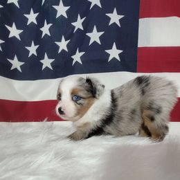 Boxer and Toy Australian Shepherd Puppies from LJK Boxers & Toy Aussies